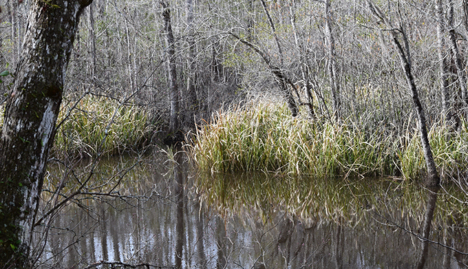 Choppee Creek | Emma Boyer