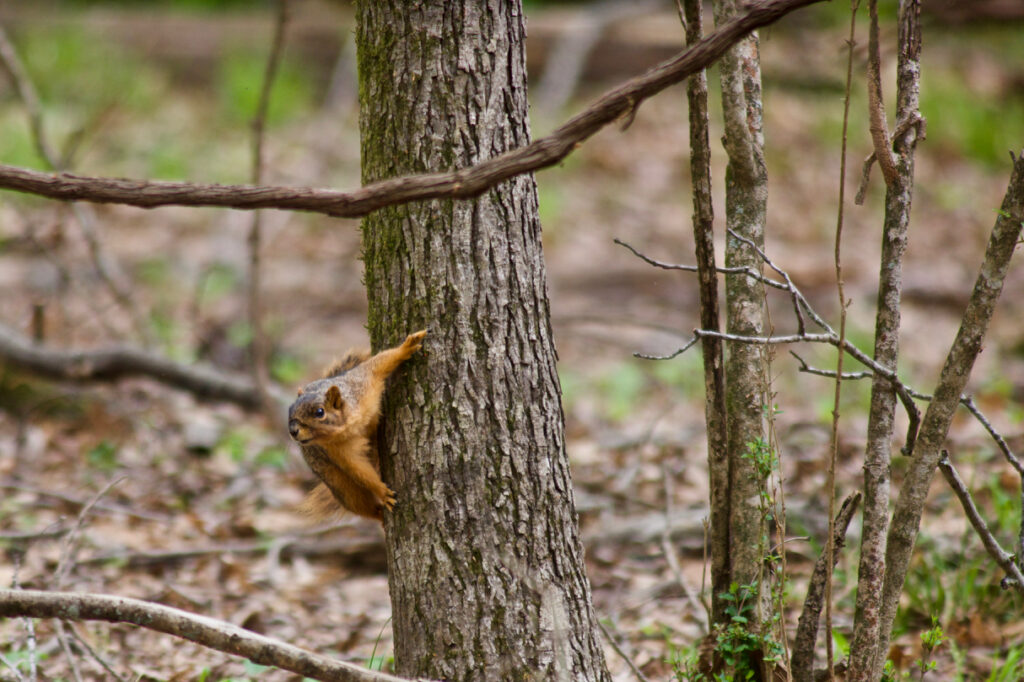 Fox Squirrel | Stephen Kirkpatrick