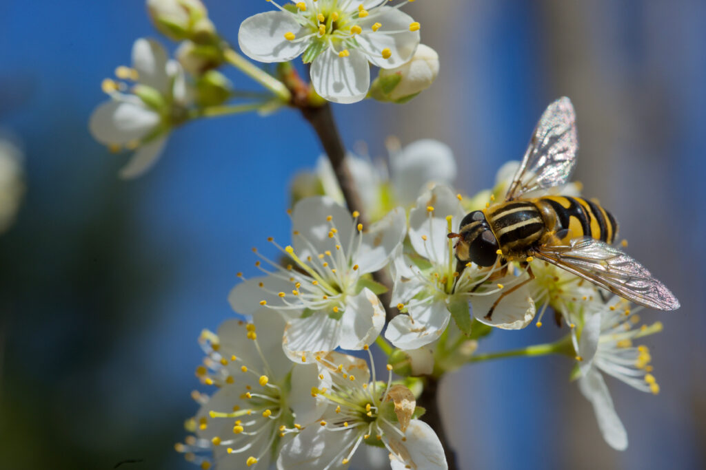 Hoverfly on Chickasaw Plum Blooms | Stephen Kirkpatrick