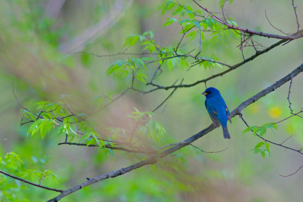 Indigo Bunting in Spring | Stephen Kirkpatrick