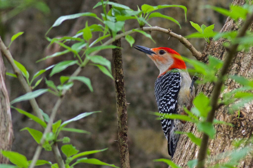 Red-Bellied Woodpecker | Stephen Kirkpatrick