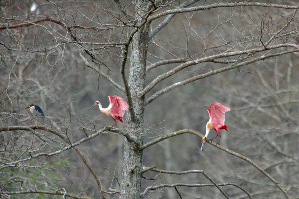 Roseatte Spoonbills &amp; Black-crowned Night Heron | Stephen Kirkpatrick