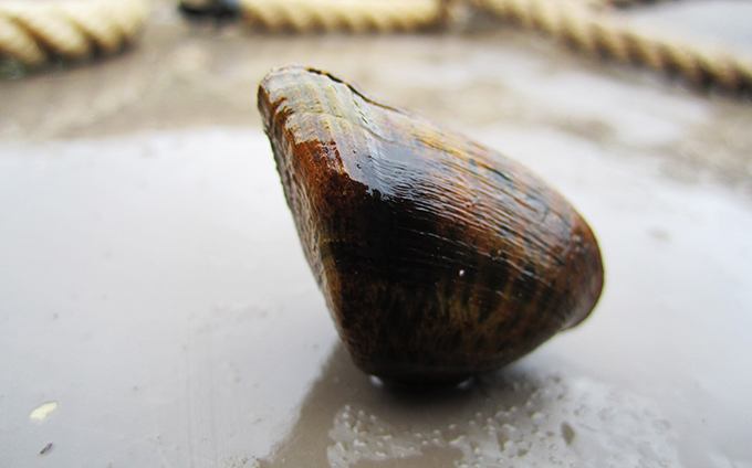 Snuffbox Mussel | USFWS