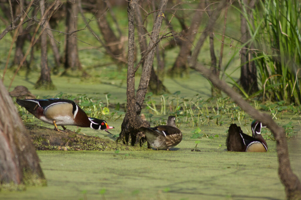 Wood Ducks | Stephen Kirkpatrick