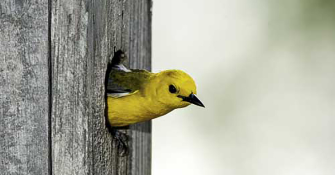 Prothonotary warbler in box. | Bill Stripling