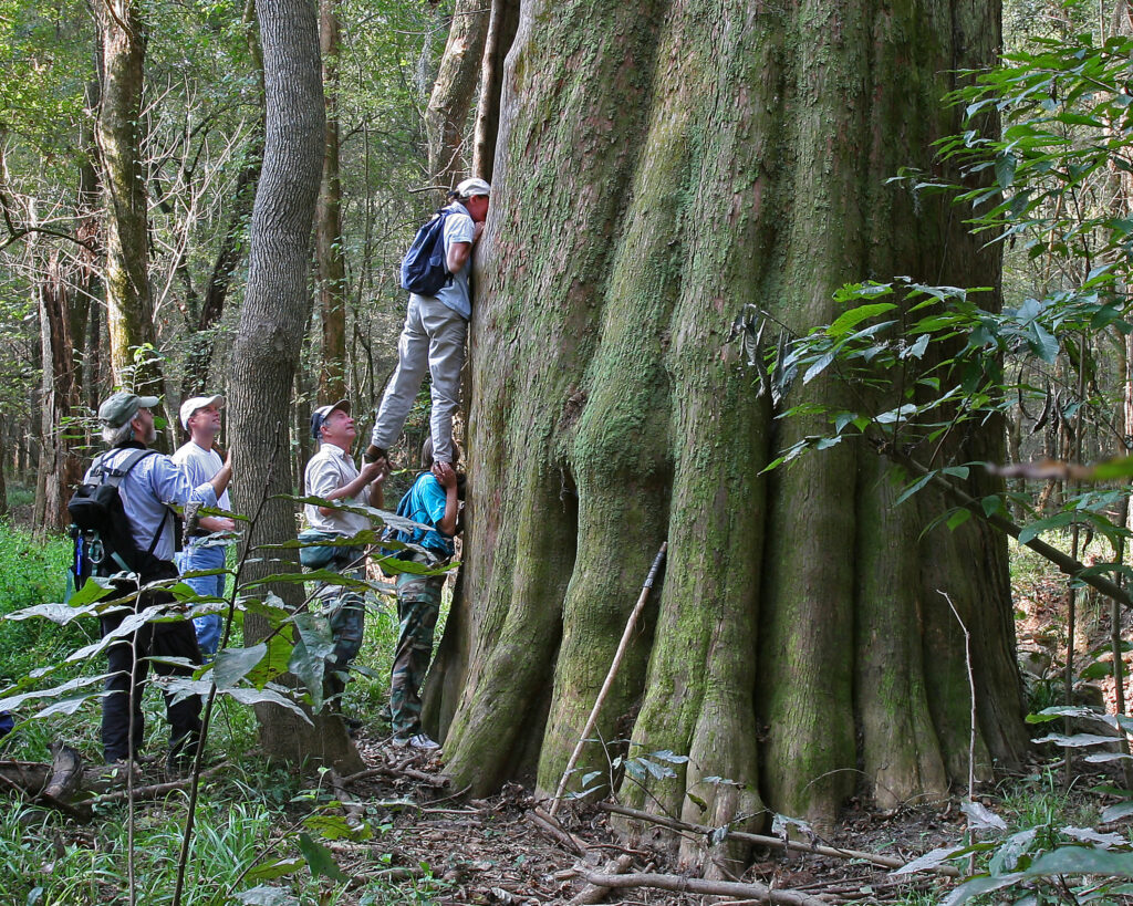 Congaree National Park Cypress, Joe Kegley