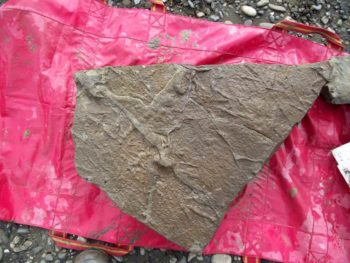 Rock with dinosaur tracks taken from the Colville River | Photo by J.P. Cavigell