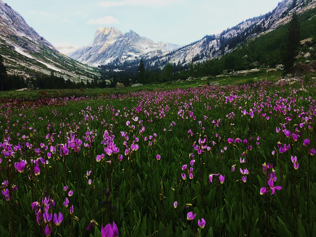 Ranger Meadow | Photo by Maiya Greenwood