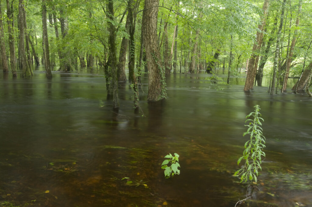 Kill Kare NE fork, Edisto River | Photo by Larry Price