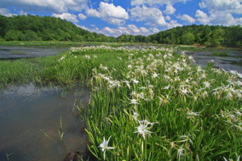 Flint River, GA | Photo by Alan Cressler