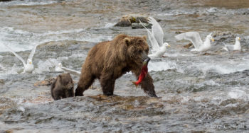 Bears in Katmai National Park | Photo by Cheryl Strahl