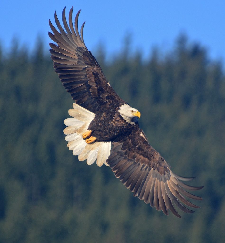 Nooksack River, WA | Photo by Chuck Hilliard