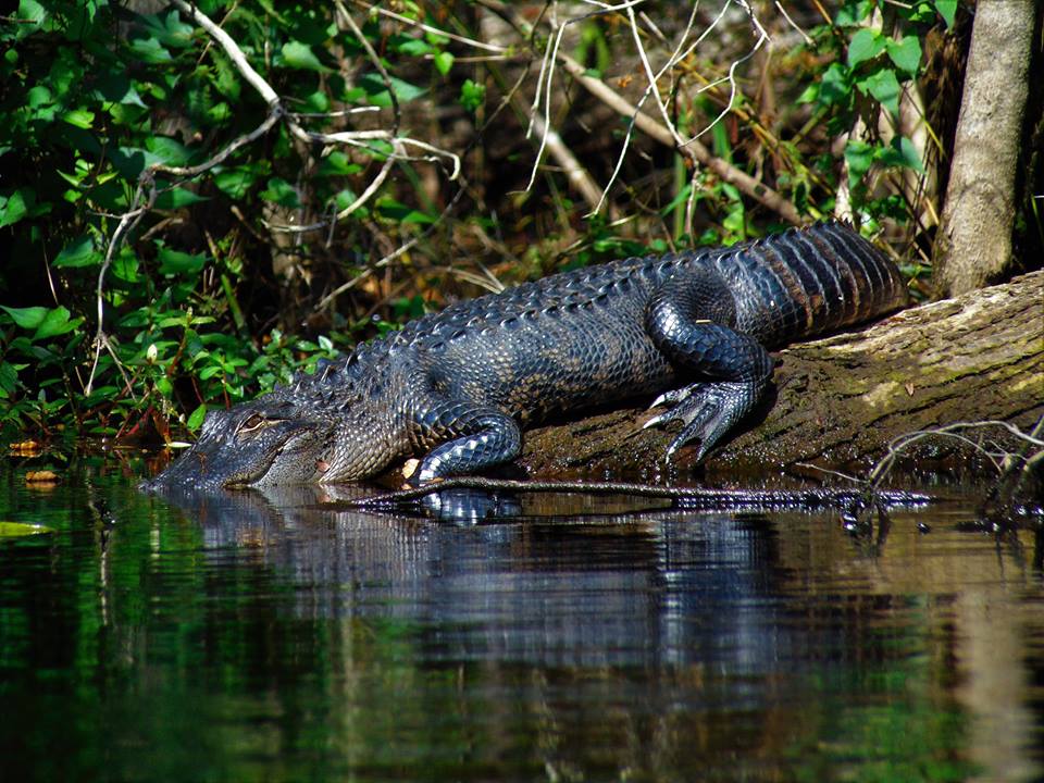 Alligator in the Waccamaw River | Photo by Gator Bait Adventure Tours