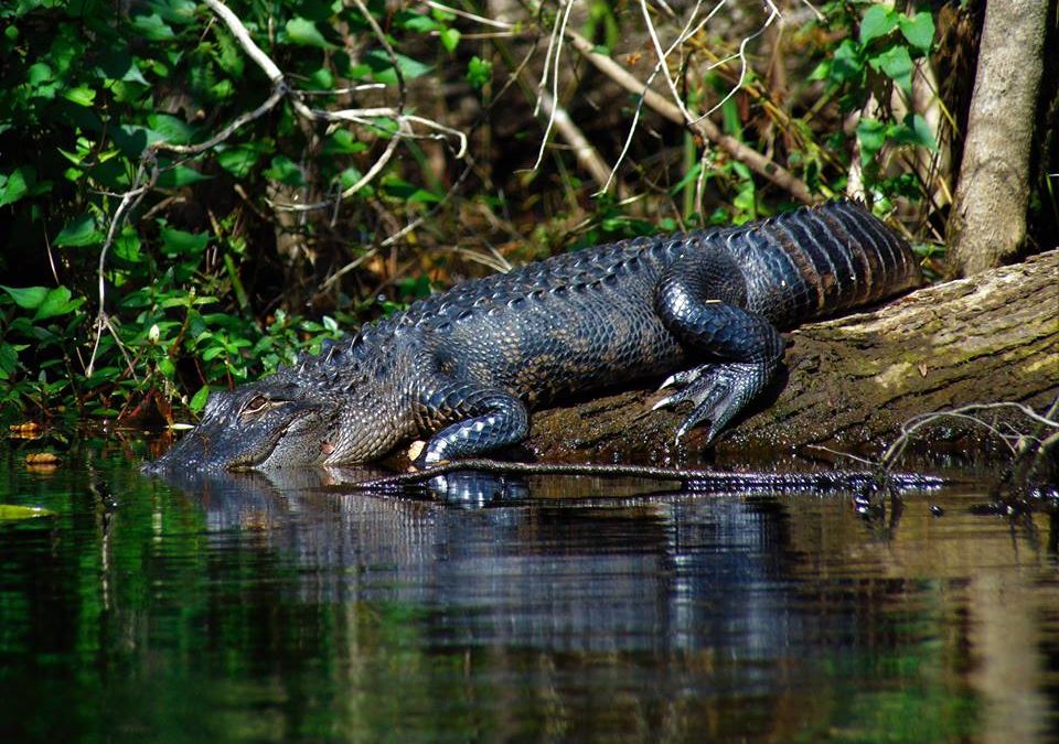 Alligator in the Waccamaw River | Photo by Gator Bait Adventure Tours