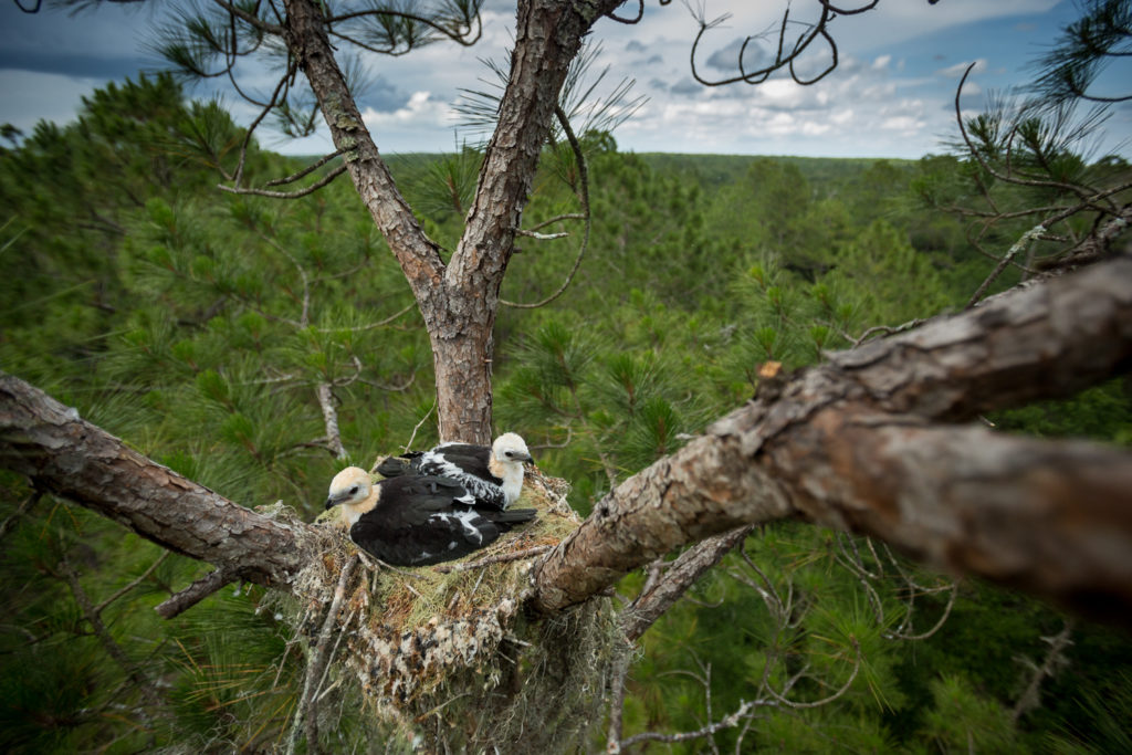 Swallow-tailed Kite nest along the Waccamaw River | Photo by Mac Stone