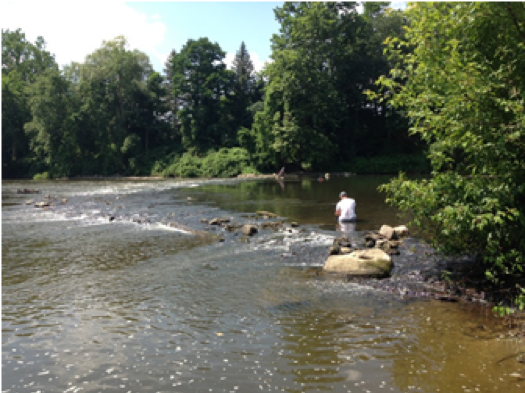 Pennsylvania Fish and Boat Commission surveying for mussels near the dam remnant upstream of the Hospital Dam, July 2013