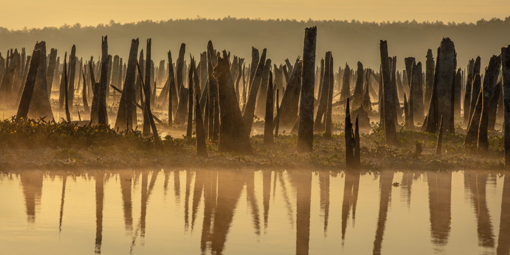 Ocklawaha River, FL | Photo by Doug Eng