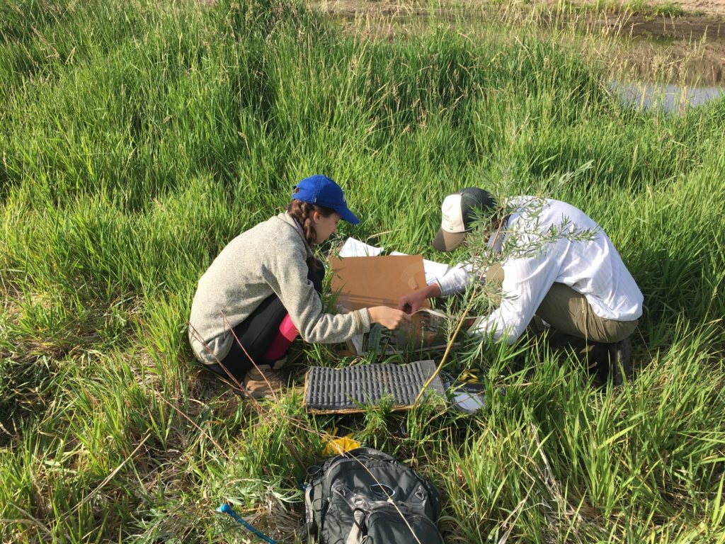 Riparian Vegetation Assessment | Photo by Daniel Boyes, Rio Grande Headwater Restoration Project