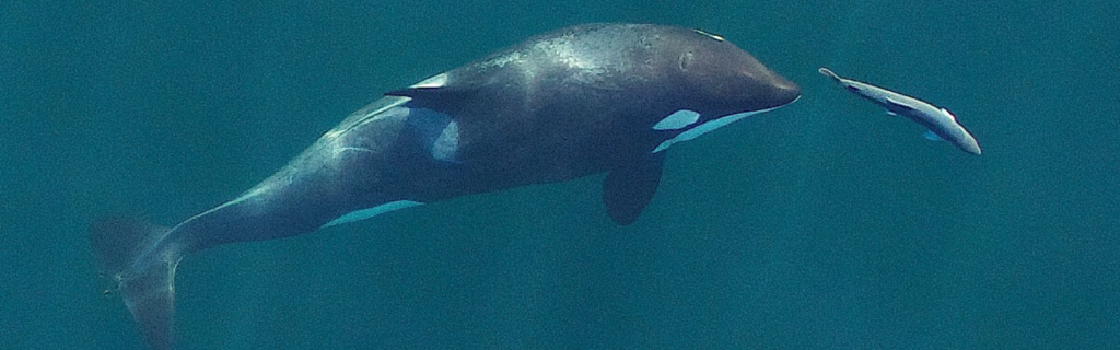 Chinook and Orca | Photo by NOAA