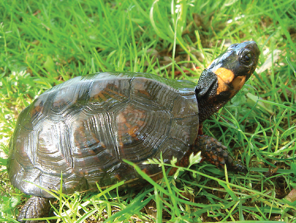 Bog Turtle, Kishwaukee River, IL | Photo by USFWS 