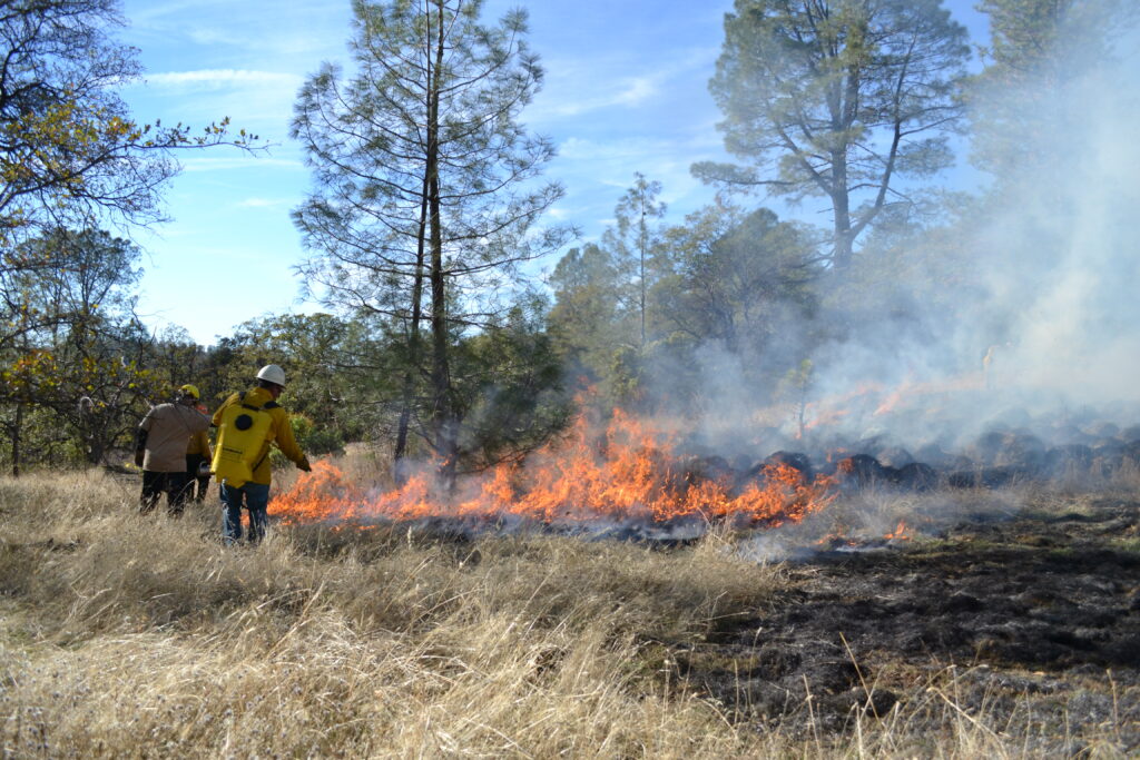 Prescribed fire at Murphy Meadow in 2015 | Photo by Julie Fair