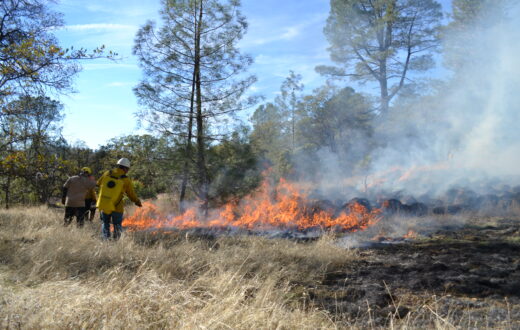 Prescribed fire at Murphy Meadow in 2015 | Photo by Julie Fair