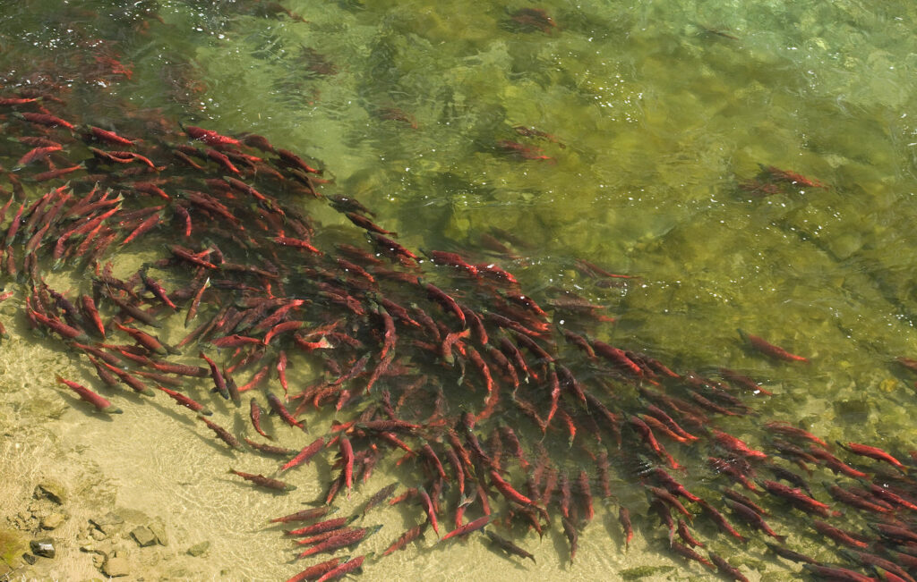 Bristol Bay’s “red gold.” | Ben Knight