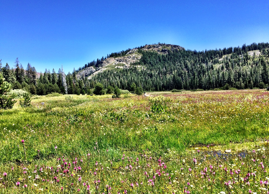 A meadow that sequestered large amounts of soil carbon in the Sierra Nevada | Photo by C.C. Reed.