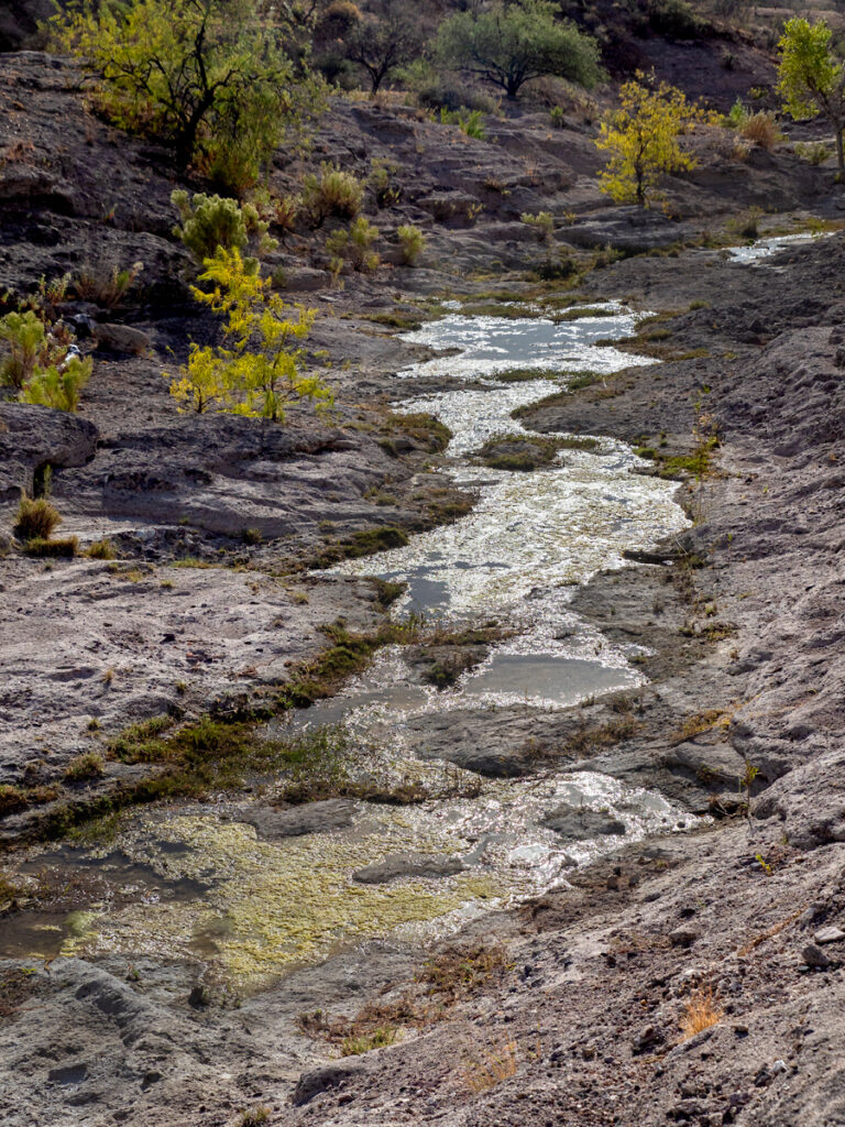 Sonoita Creek, AZ | Photo by Colleen Miniuk-Sperry, http://www.cms-photo.com