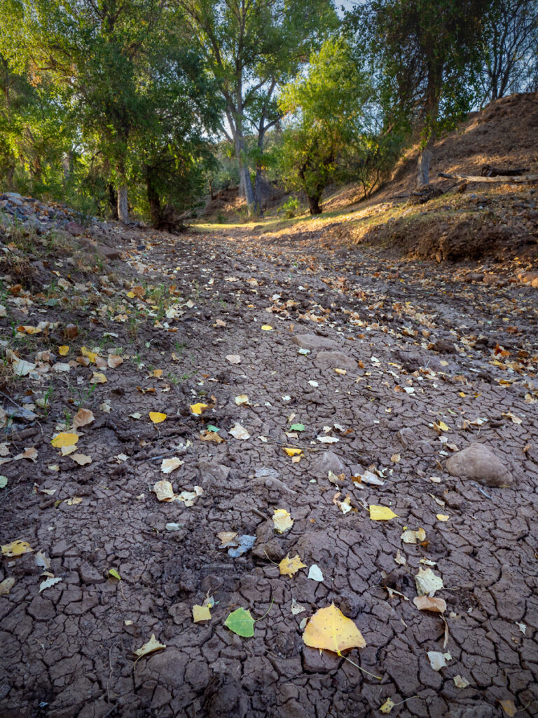 Sonoita Creek, AZ | Photo by Colleen Miniuk, http://www.colleenminiuk.com