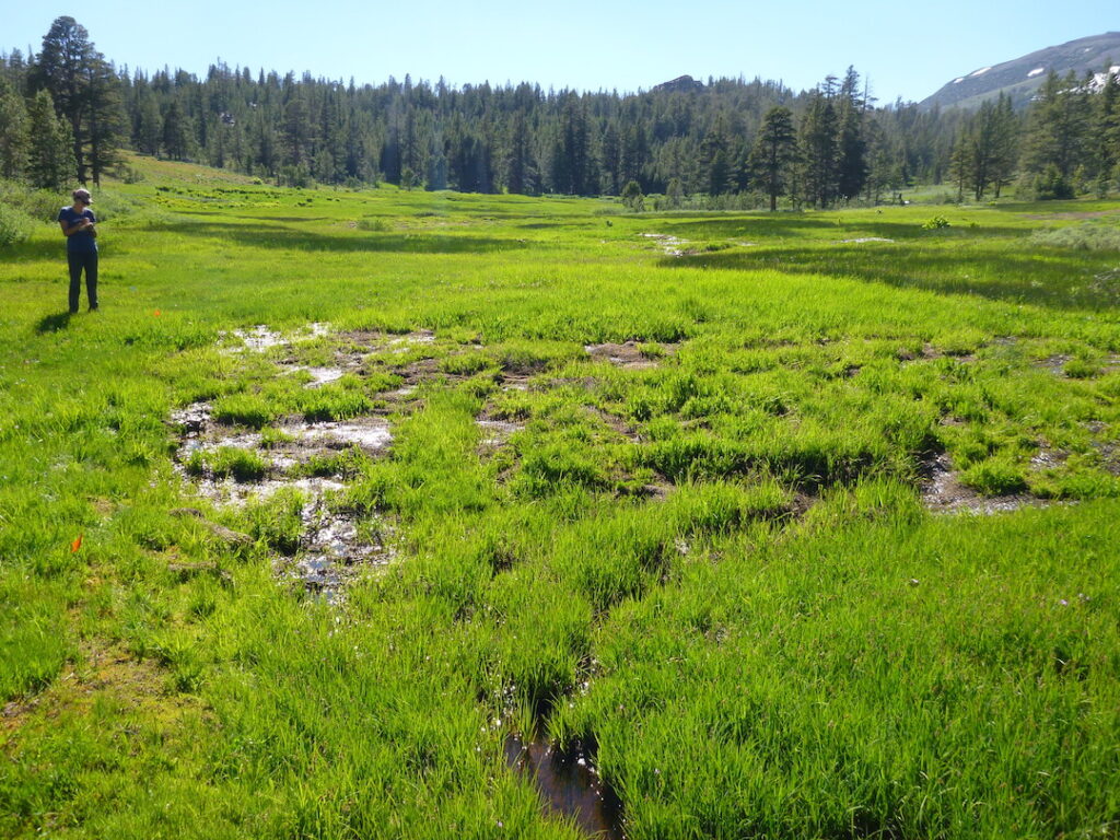 Repaired erosion in Cloudburst Meadow | Photo by Julie Fair