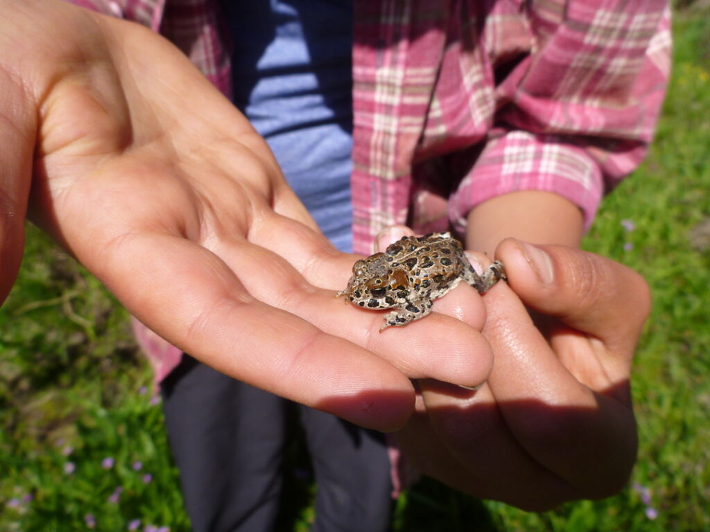 Yosemite Toad | Photo by Julie Fair