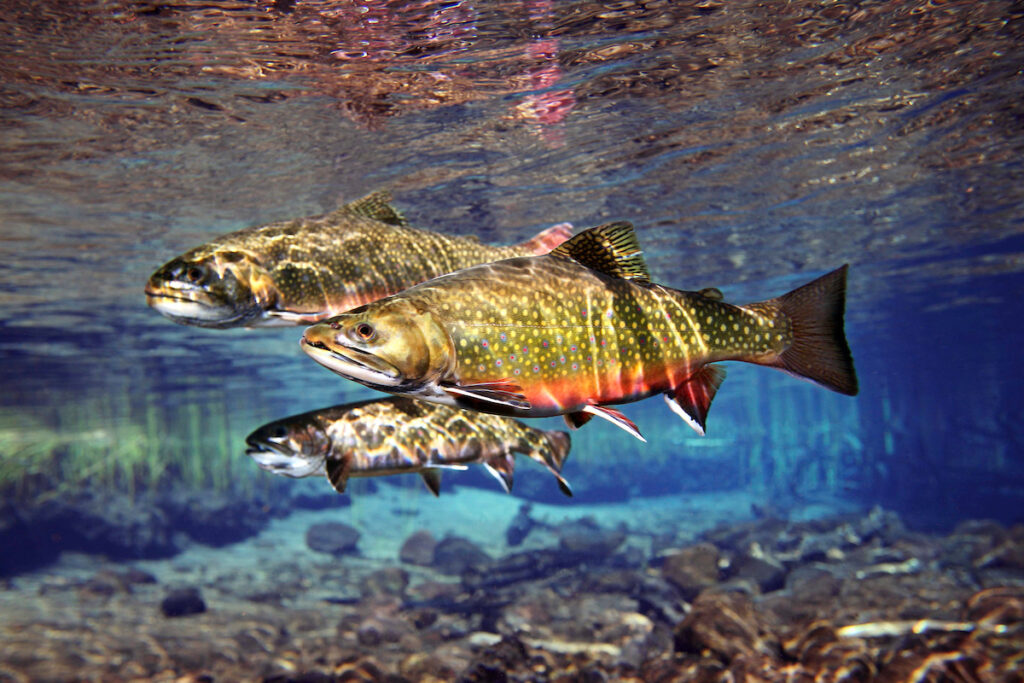 Williamson River Brook Trout, OR | Photo by Pat Clayton