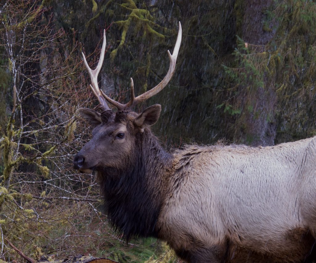 Buck Elk | Photo by Bridget Moran