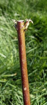 Sprouting Silky Dogwood (Cornus amomum) live stake