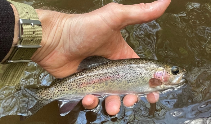 Trout Fishing in America - Wikipedia