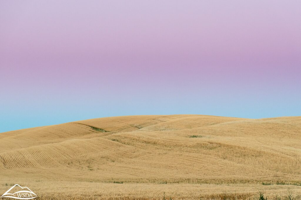 Palouse Hill, WA | Photo Courtesy of WSDA