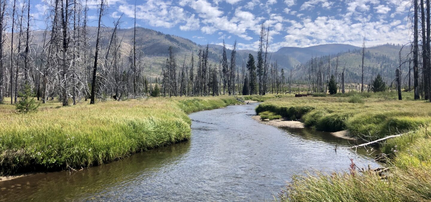 Can the South Fork Salmon River be saved? - American Rivers