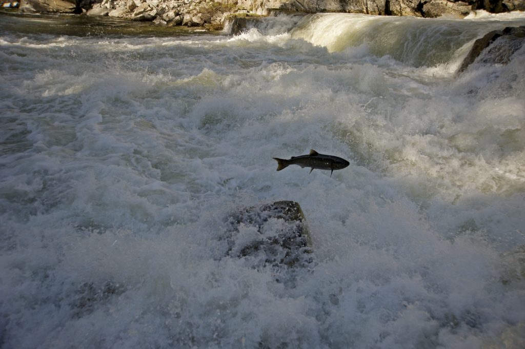 Chinook Salmon jumping at at Dagger Falls, ID