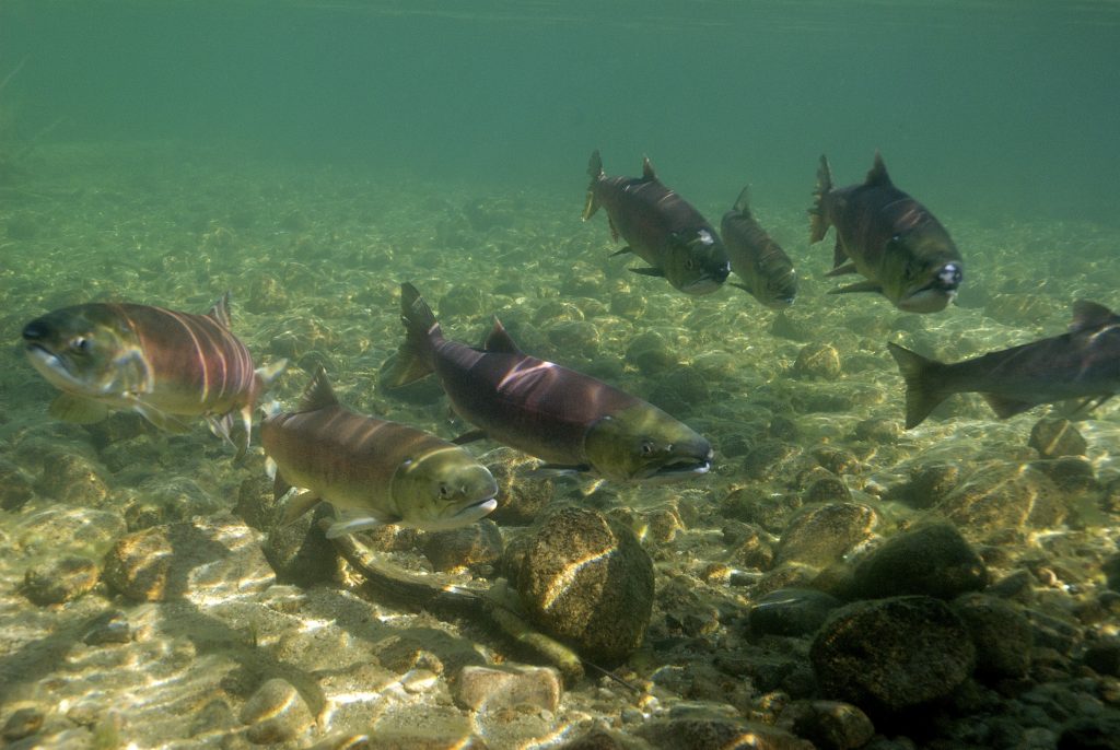 Sockeye Salmon in Little Redfish Lake Creek, ID | Photo by Neil Ever Osborne