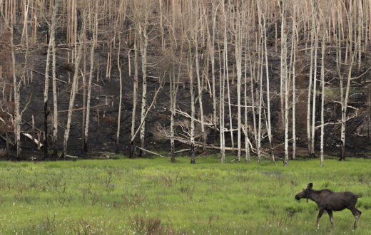 A moose forages among the new growth at the entrance to Rocky Mountain National Park next to the headwaters of the Colorado River