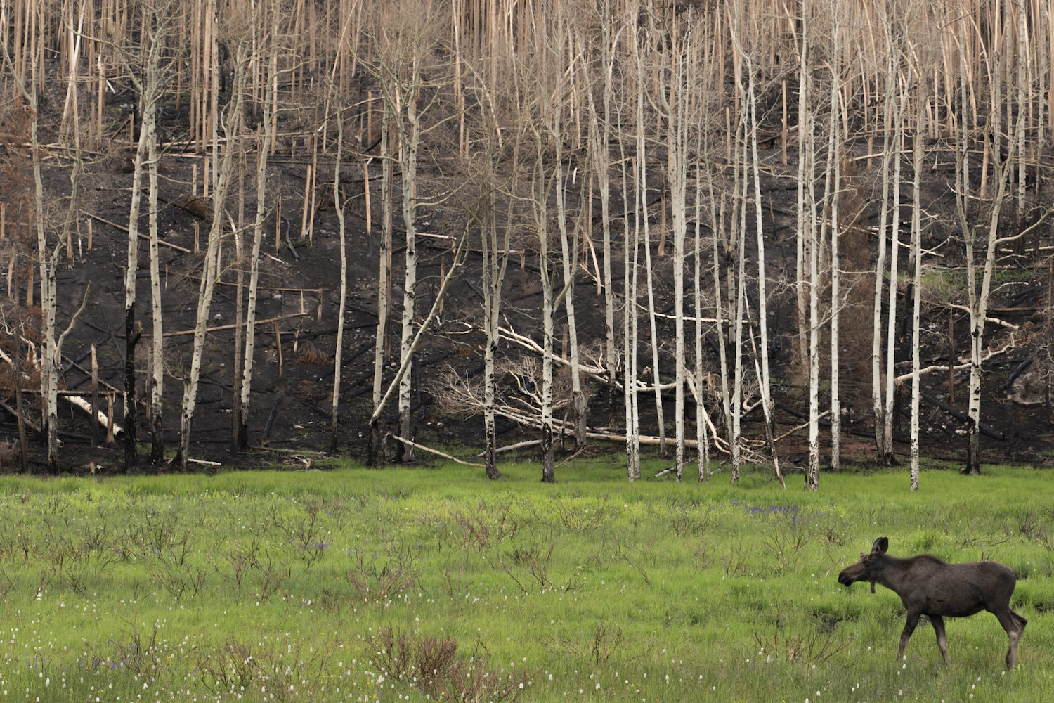 A moose forages among the new growth at the entrance to Rocky Mountain National Park next to the headwaters of the Colorado River | Photo By Tim Romano