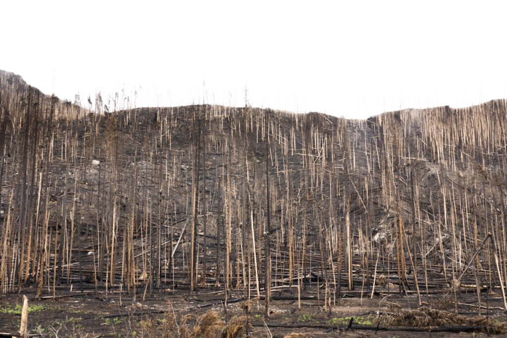 Burnt riverside forest | Photo by Tim Romano