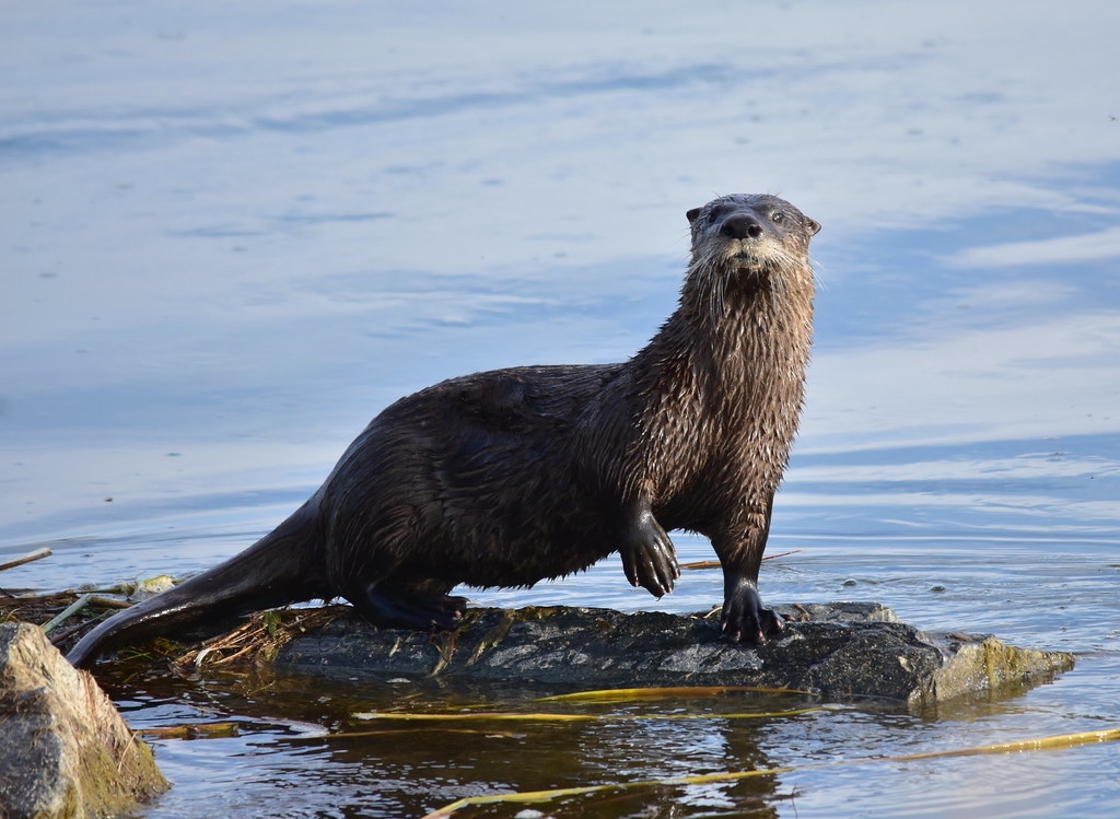 North American River Otters / #CanadaDo / Wildlife in New Brunswick