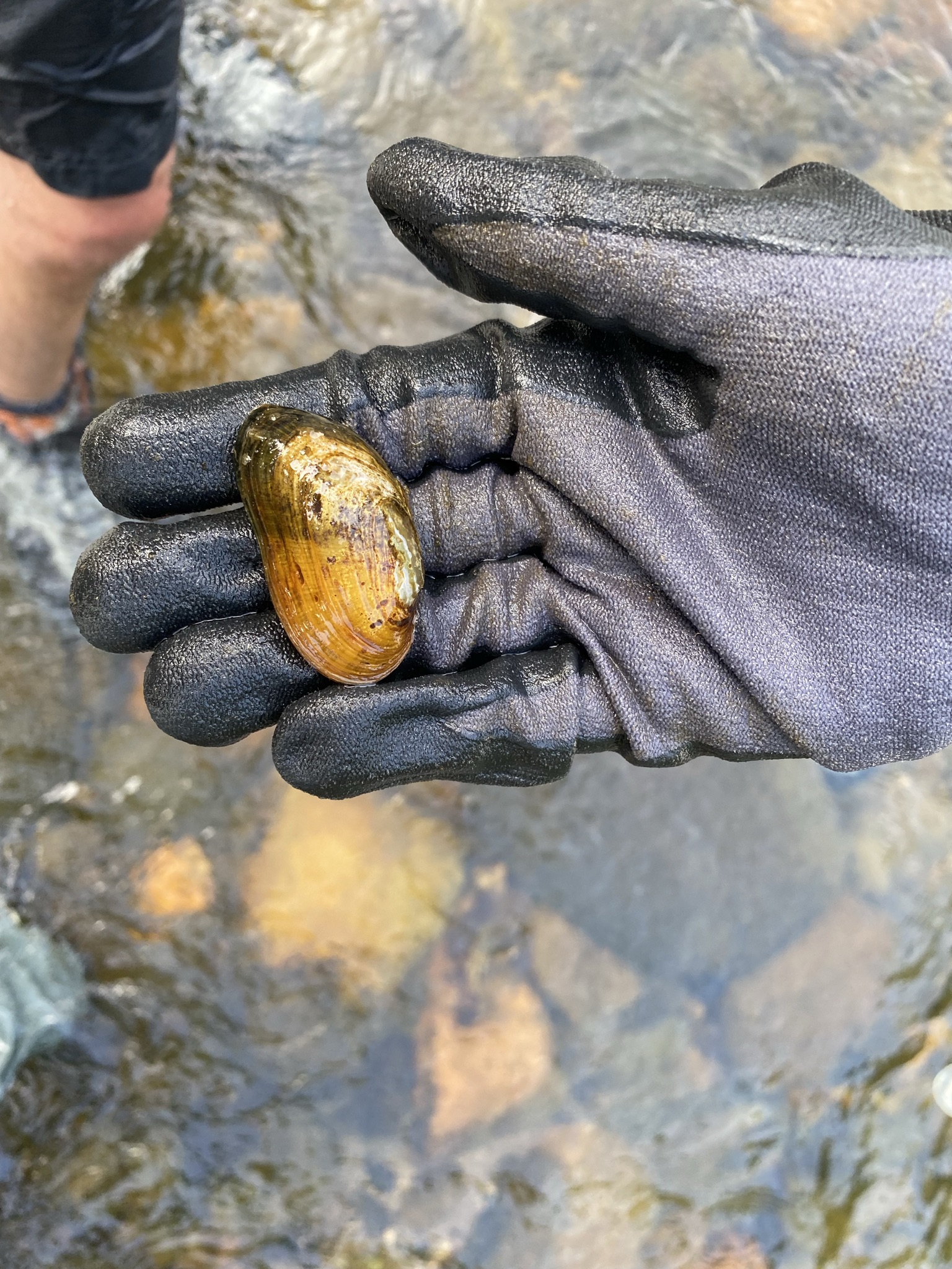 Endangered Appalachian Elktoe Mussel | Photo by Erin McCombs