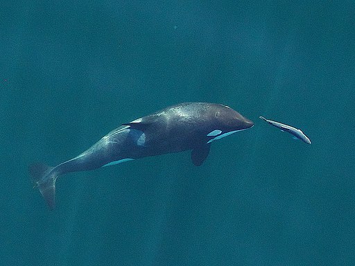 Orca chasing a Chinook Salmon | Photo Courtesy of Oregon State University