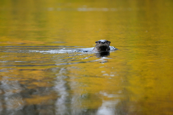 Otter in water SE fork Edisto River Photo Credit: Larry Price