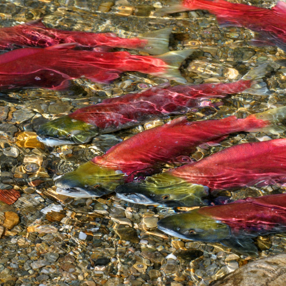 School of salmon swimming in the water