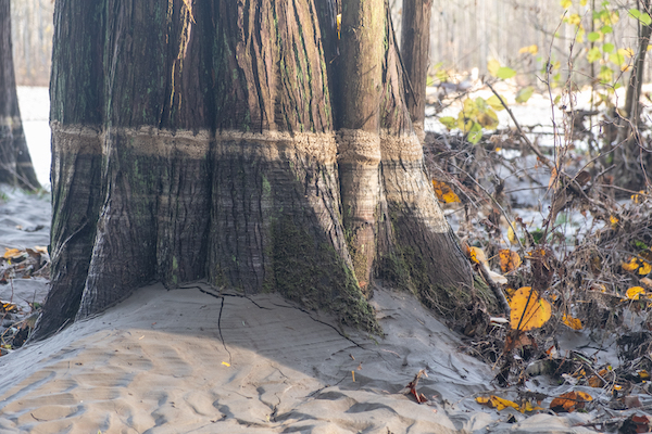 Riparian forest on the Nooksack river after flooding in Washington State  | Photo by Bridget Moran