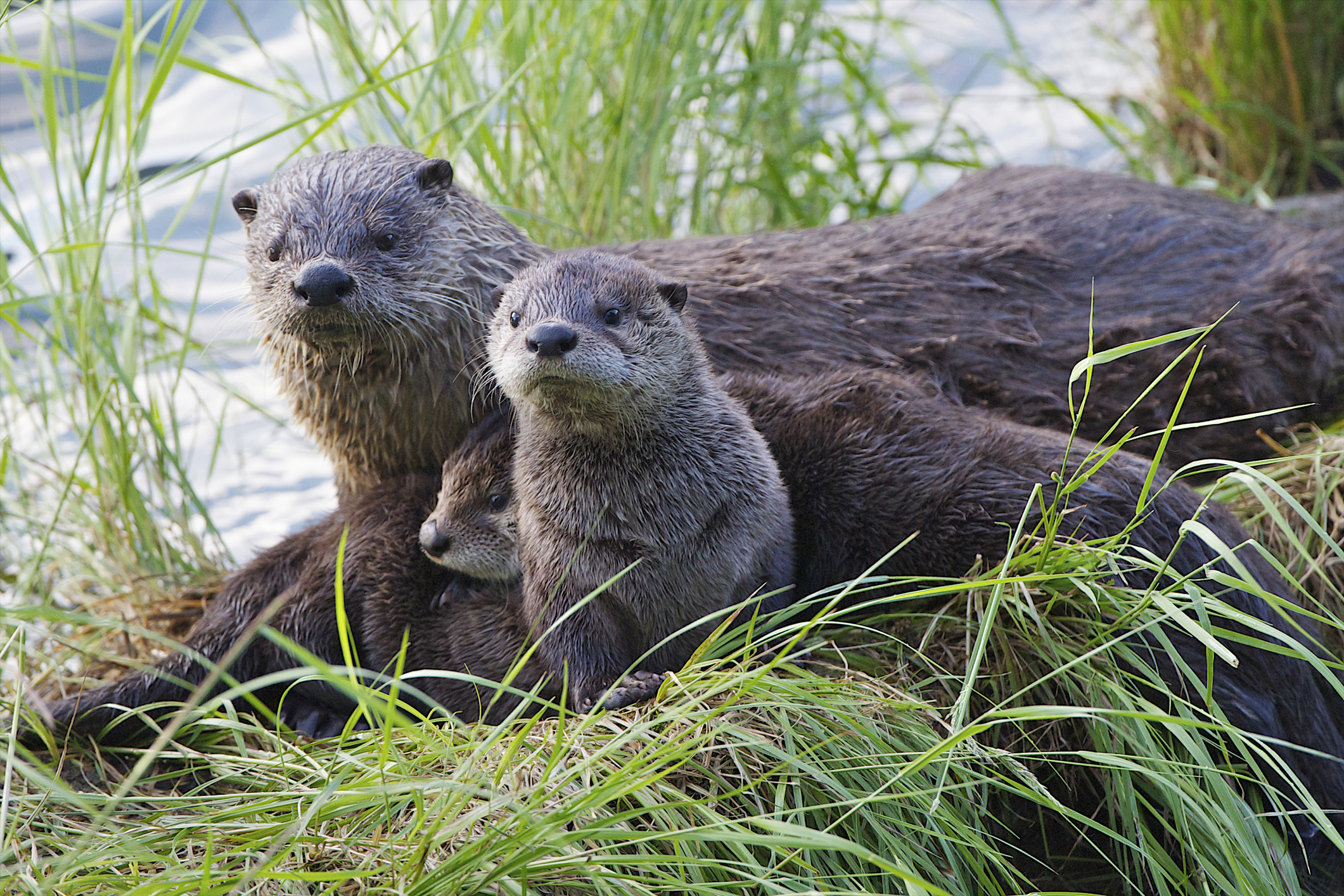 River otters in Yellowstone | Photo by Barrett Hedges